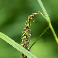 Carex pendula