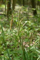 Carex pendula