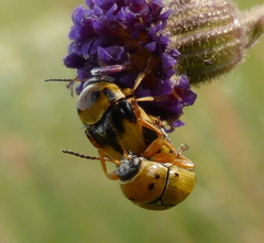 Cryptocephalus decemnotatus