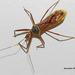 Isocondylus elongatus - Photo (c) Alexandre da Silva Medeiros, algunos derechos reservados (CC BY-NC), subido por Alexandre da Silva Medeiros