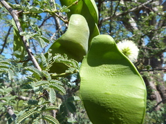 Senegalia gilliesii