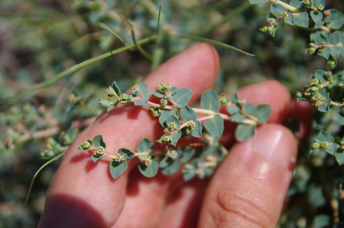 Image of Euphorbia astyla by (c) Eric Knight, some rights reserved (CC BY)