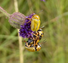 Cryptocephalus decemnotatus