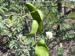Senegalia gilliesii