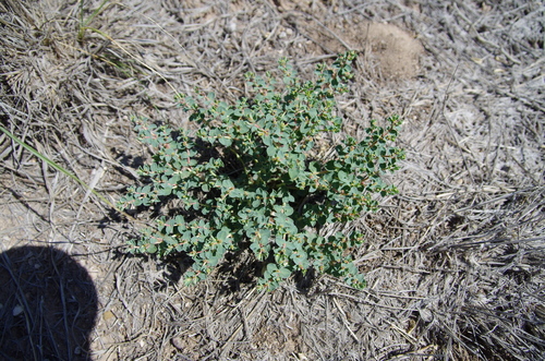 Image of Euphorbia astyla by (c) Eric Knight, some rights reserved (CC BY)