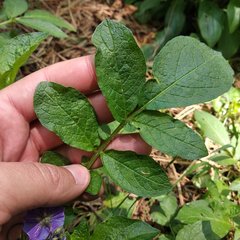 Solanum demissum