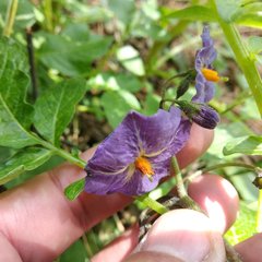 Solanum demissum