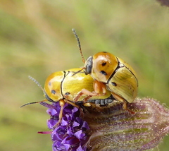 Cryptocephalus decemnotatus