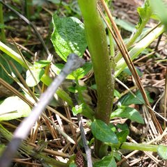 Solanum demissum