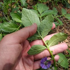 Solanum demissum