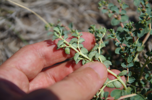 Image of Euphorbia astyla by (c) Eric Knight, some rights reserved (CC BY)
