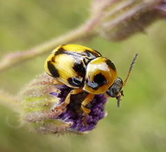 Cryptocephalus decemnotatus