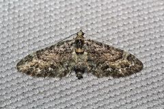 Eupithecia columbiata