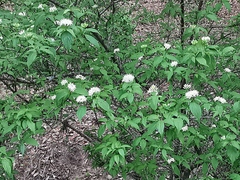 Cornus excelsa