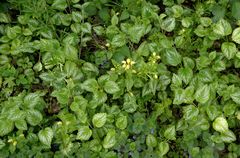 Lamium galeobdolon argentatum