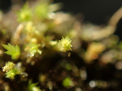 Bryum barnesii