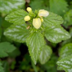 Lamium galeobdolon argentatum