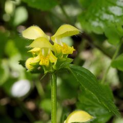 Lamium galeobdolon argentatum