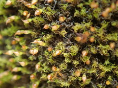 Amphidium lapponicum