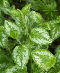 Lamium galeobdolon argentatum