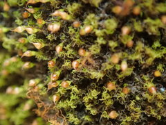 Amphidium lapponicum