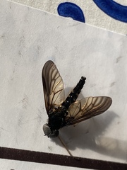 Chrysopilus connexus