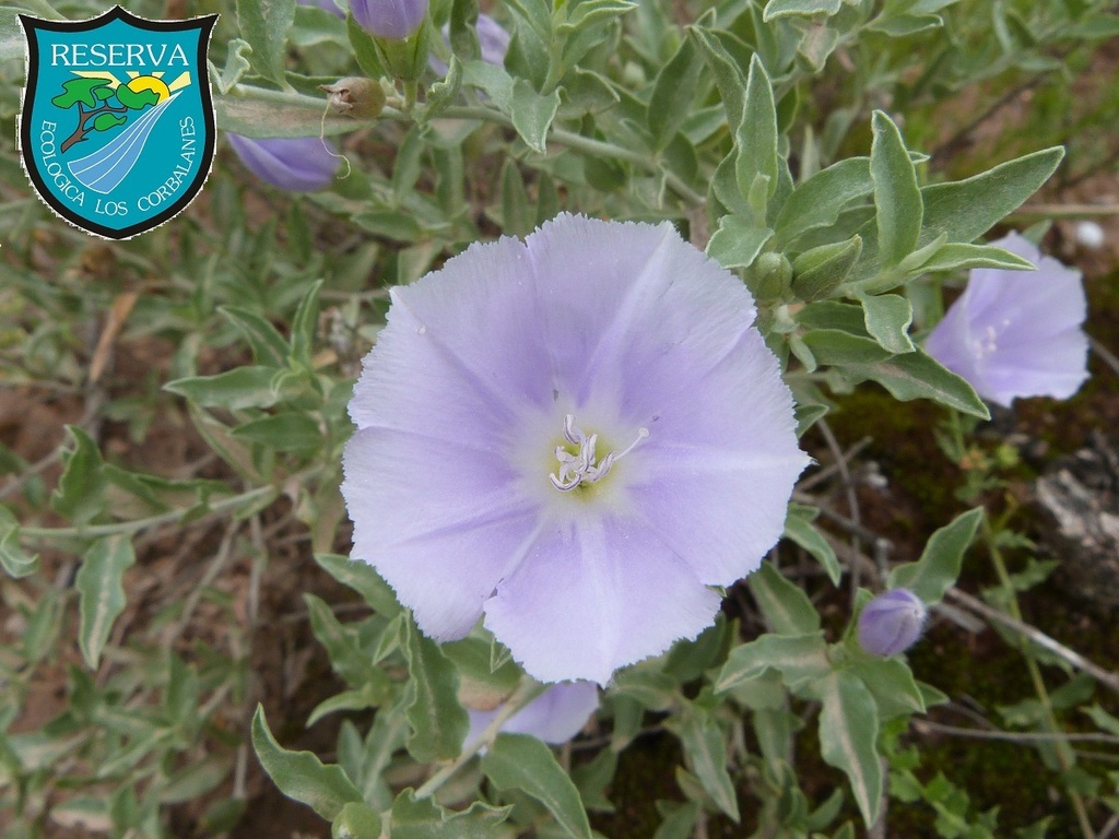 Bonamia sericea