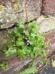 Cymbalaria muralis