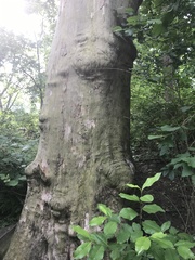 Platanaceae