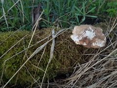 Lentinus substrictus