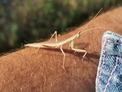 Apteromantis aptera