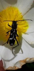 Chlorophorus sartor