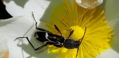 Chlorophorus sartor