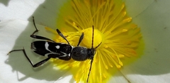 Chlorophorus sartor