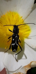 Chlorophorus sartor