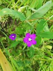 Legousia