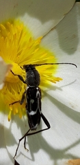 Chlorophorus sartor