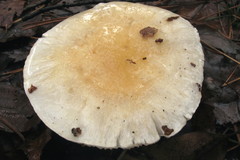 Hygrophorus flavodiscus image