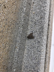 Aglossa pinguinalis