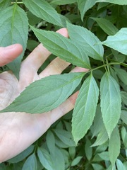 Sambucus australasica