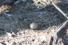 Chordeiles acutipennis