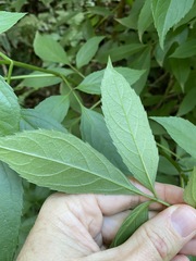 Sambucus australasica