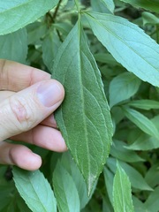 Sambucus australasica