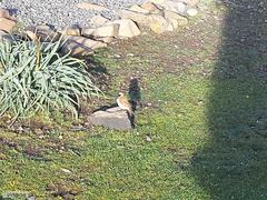 Passer melanurus vicinus