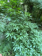 Sambucus australasica