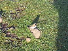 Passer melanurus vicinus