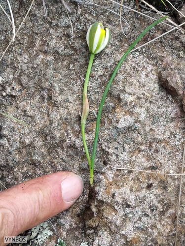 Albuca humilis