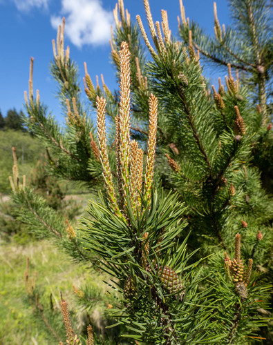 Pinus contorta