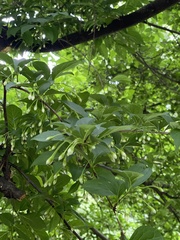 Styracaceae