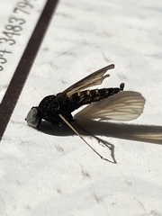 Chrysopilus connexus